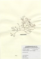 藏品(傘房龍鬚菜)的圖片